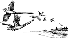 birds