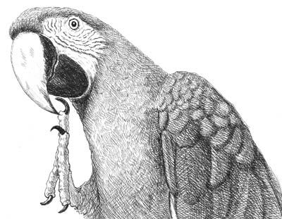 phoenix foot